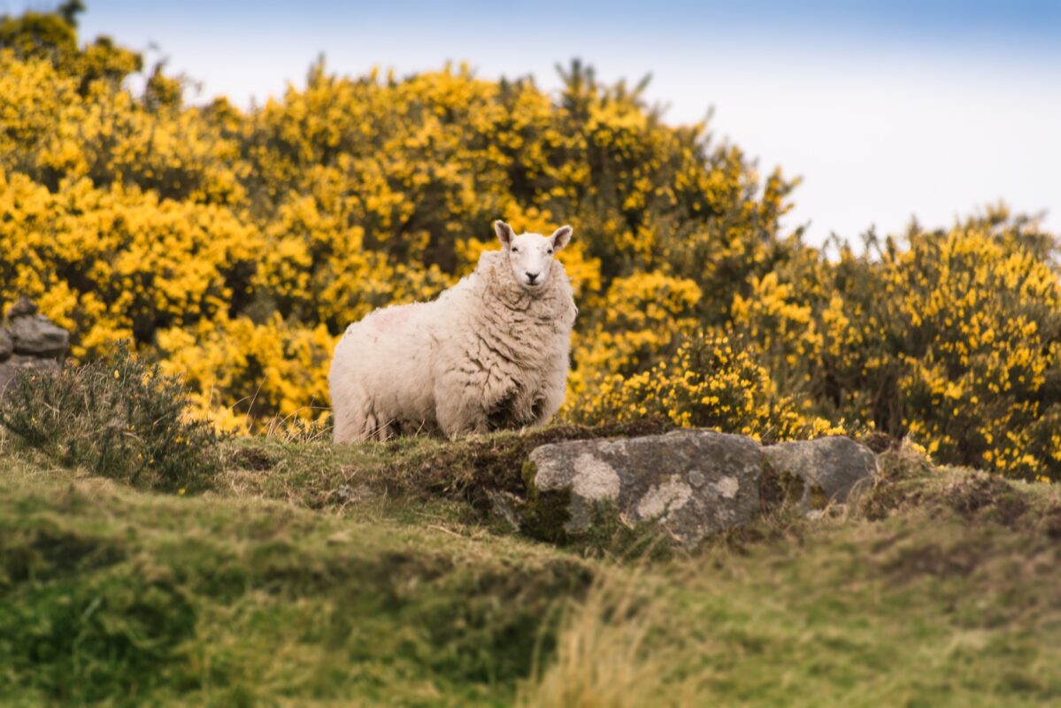 Peau de mouton naturelle